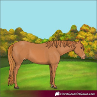 Horse Color:Chestnut Appaloosa 