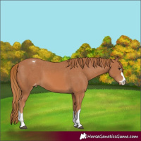 Horse Color:Chestnut Appaloosa 