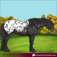 Horse Color:Brown Appaloosa 