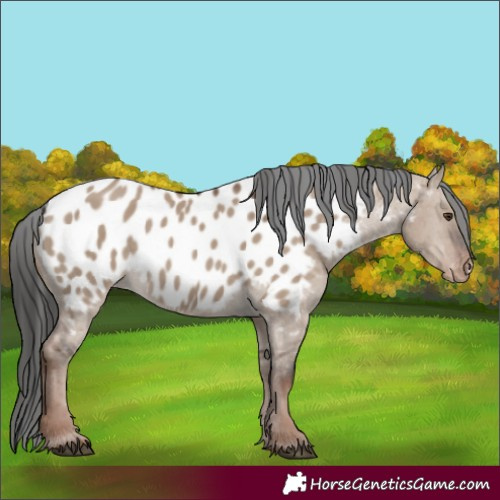 Horse Color:Liver Red Dun Appaloosa Rabicano 