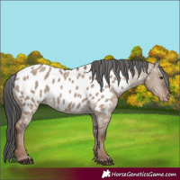 Horse Color:Liver Red Dun Appaloosa Rabicano 