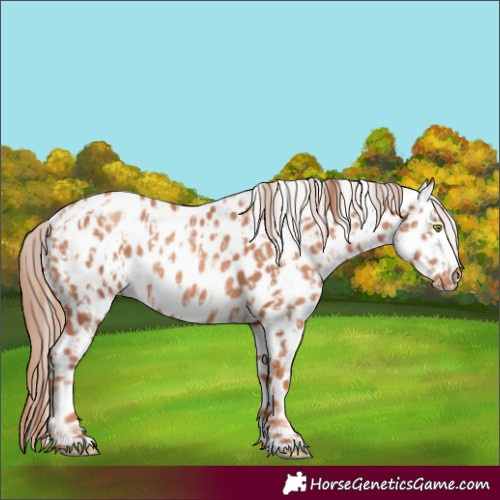 Horse Color:Gold Champagne Appaloosa  and Gold Champagne Appaloosa 