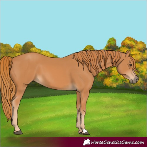 Horse Color:Chestnut 