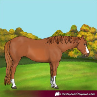 Horse Color:Chestnut 