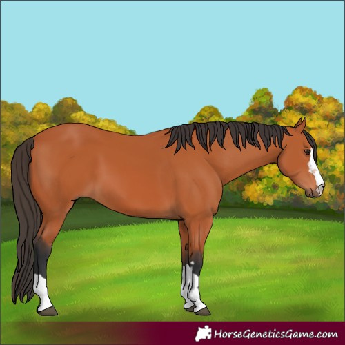 Horse Color:Bay 