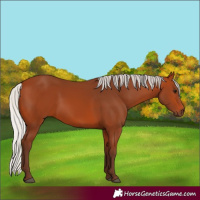 Horse Color:Silver Bay 