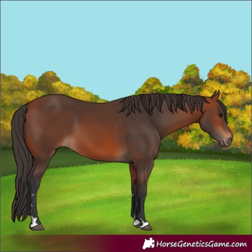 Horse Color:Bay 