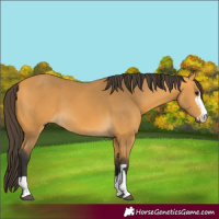 Horse Color:Buckskin 