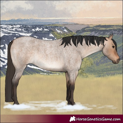 Horse Color:Bay Roan Dun 