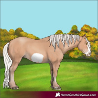 Horse Color:Silver Amber Champagne Frame 