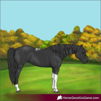 Horse Color:Black Tobiano 