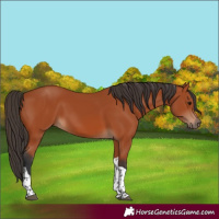 Horse Color:Bay Tobiano Rabicano 