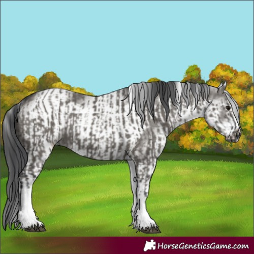 Horse Color:White Spotted Grullo Rabicano  and White Spotted Grullo Frame Rabicano 