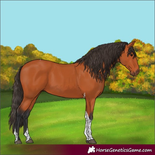 Horse Color:Bay Tobiano Rabicano