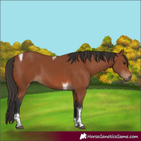 Horse Color:Bay Tobiano Rabicano