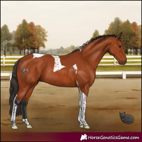 Horse Color:Bay Tobiano Rabicano 