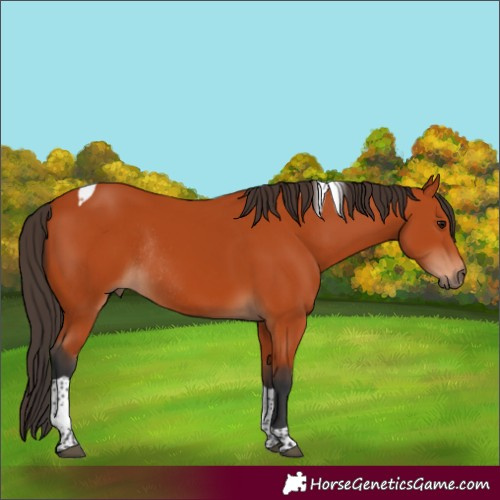 Horse Color:Bay Tobiano Rabicano 