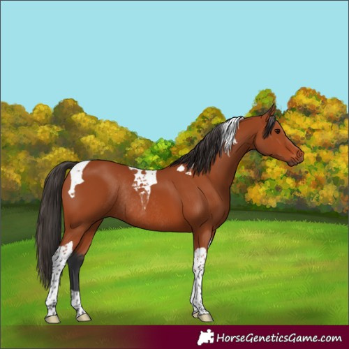 Horse Color:Bay Tobiano Rabicano 