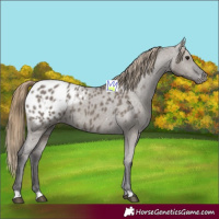 Horse Color:Smoky Grullo Blanket