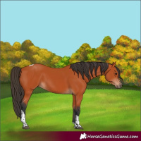 Horse Color:Bay Tobiano Rabicano 