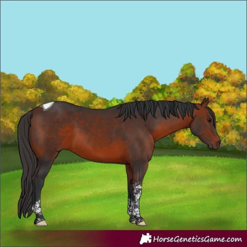 Horse Color:Bay Tobiano Rabicano 