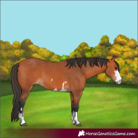 Horse Color:Bay and Bay