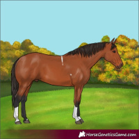 Horse Color:Bay Tobiano 