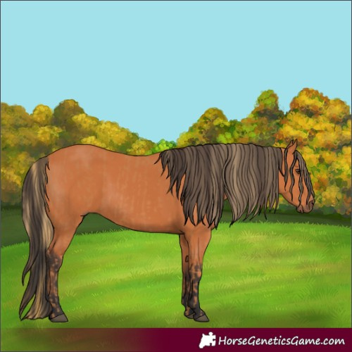 Horse Color:Chestnut  and Bay 