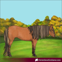 Horse Color:Chestnut  and Bay 