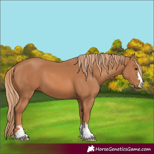 Horse Color:Chestnut 
