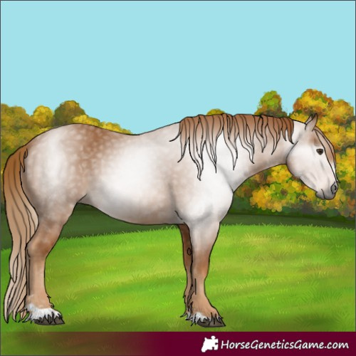 Horse Color:Gray Chestnut 