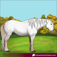 Horse Color:Gray Chestnut 
