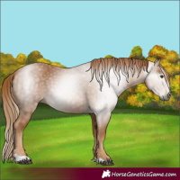 Horse Color:Gray Chestnut
