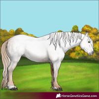 Horse Color:Gray Chestnut 
