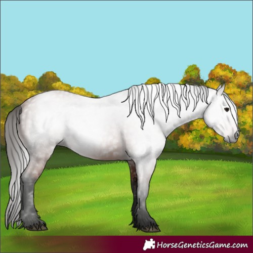 Horse Color:Gray Bay