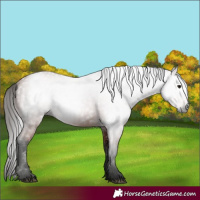 Horse Color:Gray Bay