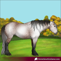 Horse Color:Gray Bay