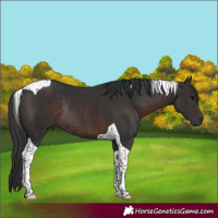 Horse Color:Brown Tobiano Rabicano