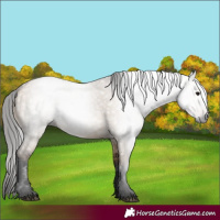 Horse Color:Gray Bay Dun 