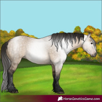 Horse Color:Gray Bay Dun 