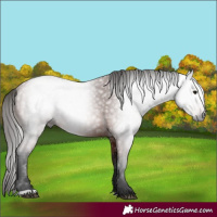 Horse Color:Gray Bay 