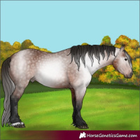 Horse Color:Gray Bay