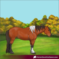 Horse Color:Bay Tobiano Rabicano 