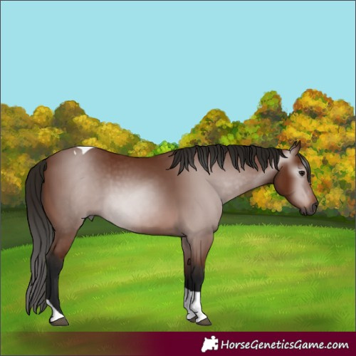 Horse Color:Gray Bay Tobiano 