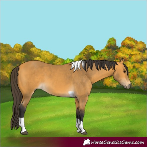 Horse Color:Buckskin Tobiano 