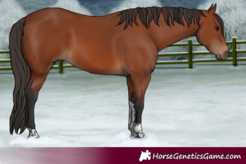 Horse Color:Bay Tobiano Rabicano 