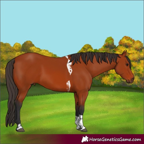 Horse Color:Bay Tobiano Rabicano 