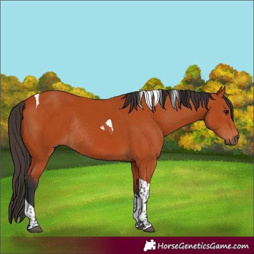 Horse Color:Bay Tobiano Rabicano 