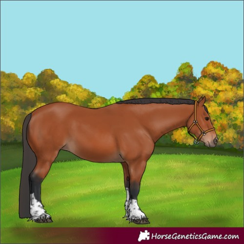Horse Color:Bay Tobiano Rabicano