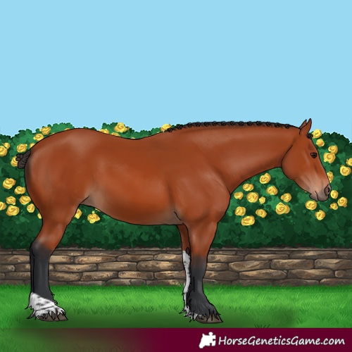 Horse Color:Bay Tobiano Rabicano 